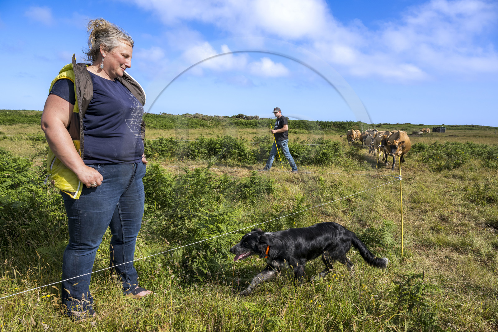 France, Finistère (29), Mer d'Iroise, Ile d'Ouessant, Thomas et Marie Richaud éleveurs de la ferme Les vaches aux 4 vents, traite en paturage mobile