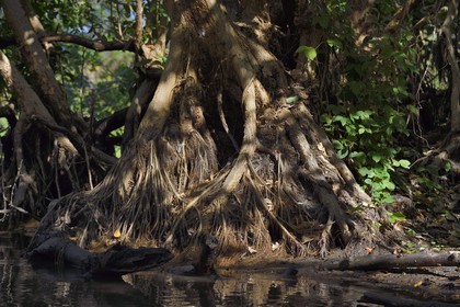 Nicaragua, Ile d'Ometepe réserve mondiale de Biosphère sur le lac Nicaragua, marais le long du Rio Istian, mangliers d’eau fraiche