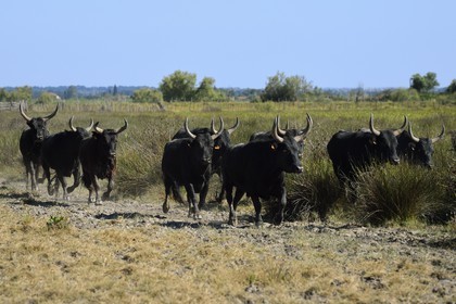 France, Bouches-du-Rhône (13), Parc naturel régional de Camargue, manade Jacques Mailhan, taureaux camarguais appellés Raço di Biou