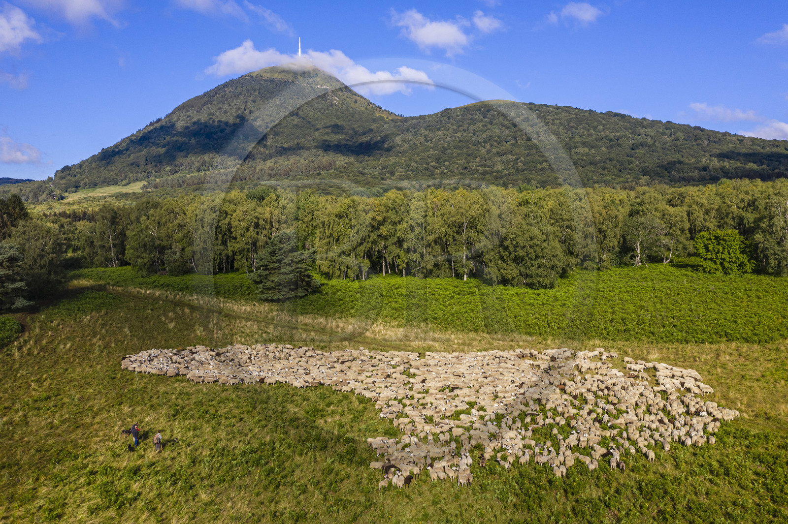 France, Puy-de-Dôme (63), Parc Naturel Régional des Volcans d'Auvergne, Chaine des Puys classée Patrimoine Mondial de l’UNESCO, les deux bergères Ostiane Vuillermoz et Charlotte Hevin gardant un troupeau de brebis Rava au pied du volcan Puy de Dôme (vue aérienne)