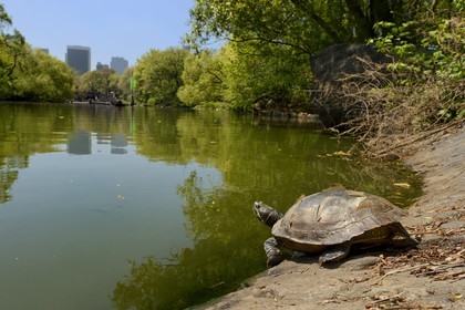 Etats-Unis, New York, Manhattan, Central Park, tortue au bord du Lac et les immeubles de Midtown en arrière plan