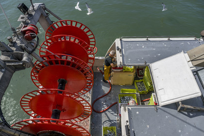 France, Vendée (85), Saint-Gilles-Croix-de-Vie, bateau à quai à la criée du port de pêche, tri des sardines avant le débarquement