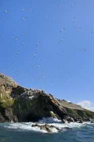 France, Côtes-d'Armor (22), Perros-Guirec, archipel et réserve ornithologique de Sept-Iles, Ile Rouzic, colonie de fous de Bassan (Morus bassanus), unique point de nidification en France pour plus de 20000 couples
