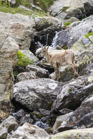 France, Alpes-Maritimes (06), parc national du Mercantour, Haute-Vésubie, Saint-Martin-Vésubie, Val du Haut Boréon, bouquetin des Alpes (Capra ibex) femelle appelée étagne vers le lac de Trécolpas