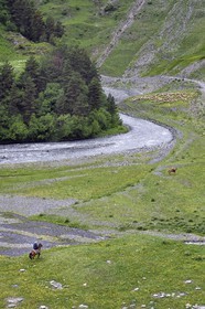 Géorgie, Kakheti, Parc national de Touchétie, vallée de la rivière Alazani dans les montagnes de Pirikiti, berger à cheval et son troupeau de moutons