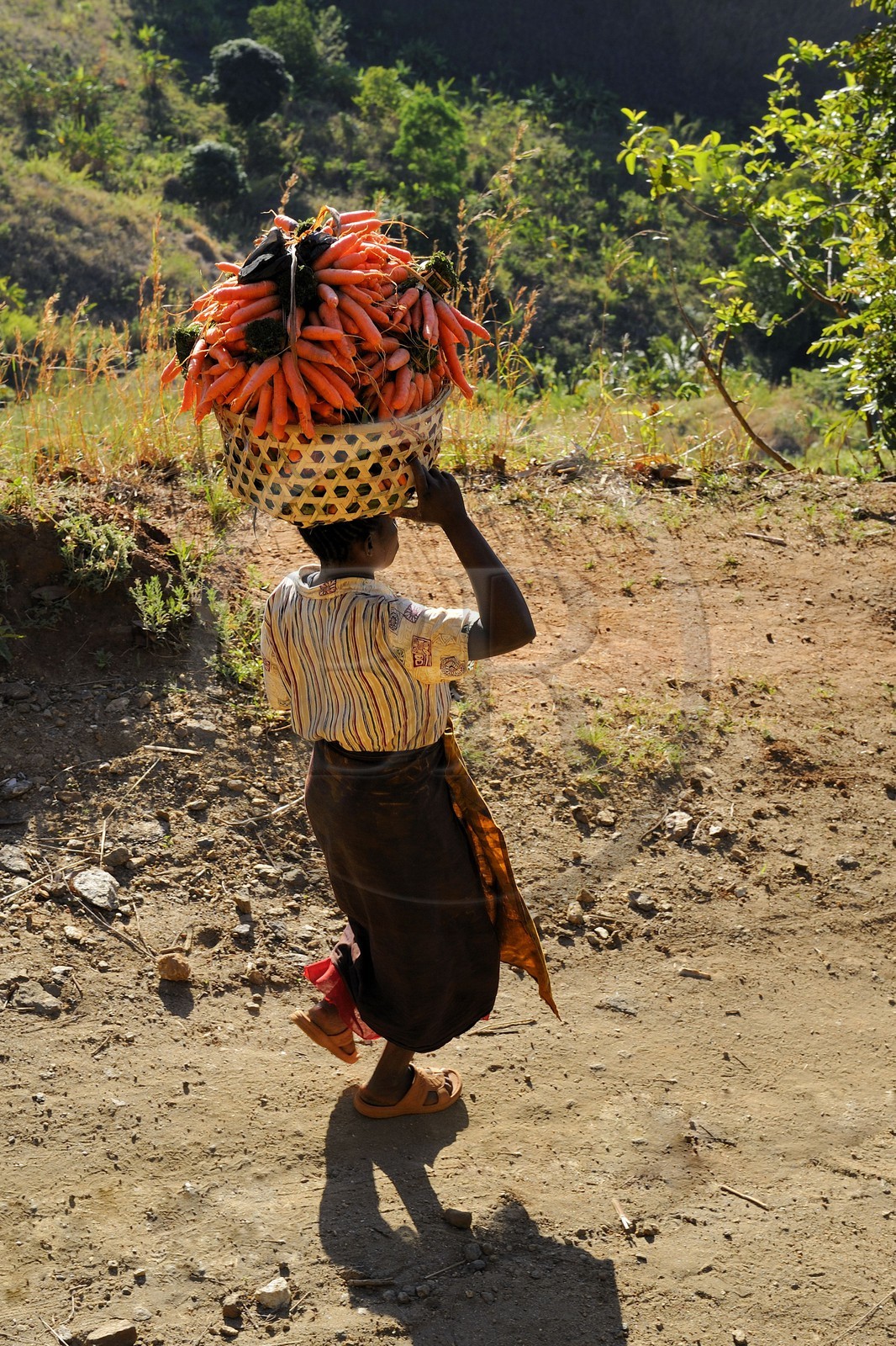 Tanzanie, région de Morogoro, les Monts Uluguru, aux alentours de l'ancien refuge allemand de Morningside, femme portant un panier de carottes sur sa tête