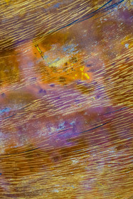 France, Hauts-de-Seine (92), Colombes, oeuvres de l'artiste et laqueur Isabelle Emmerique dans son atelier