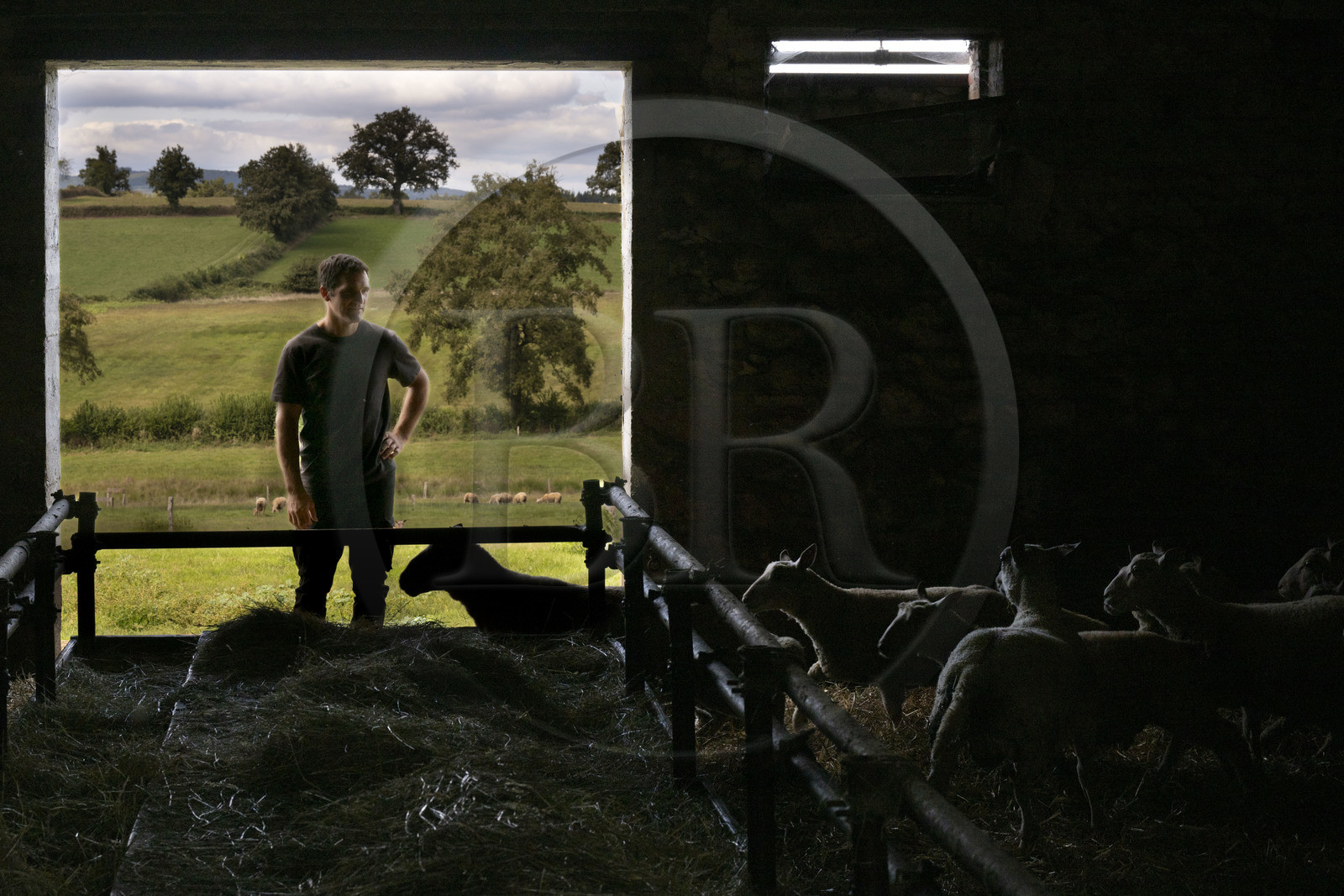 France, Nièvre (58), Parc naturel régional du Morvan, Millay, Ferme Les Prairies Gourmandes, l'agriculteur et éleveur Emmanuel Dumas avec ses moutons charollais