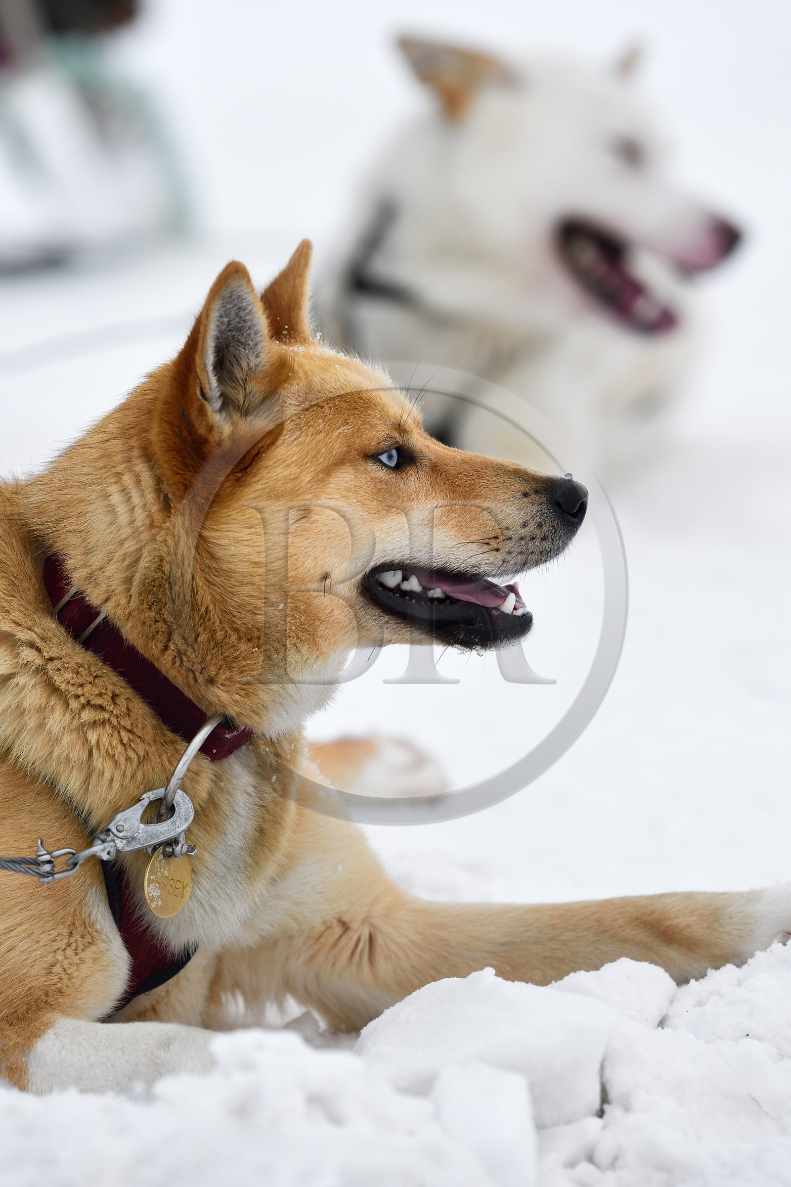Norvège, Svalbard, Spitzberg, vallée de Adventdalen vers Longyearbyen, élevage de chiens de traineau, husky
