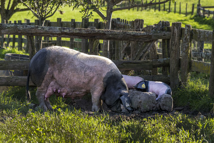 France, Pyrénées-Atlantiques (64), Pays-Basque, vallée des Aldudes, élevage en plein air Pierre Oteiza de porcs basques de race pie noir pour la production du jambon Kintoa AOC, cochette (jeune truie) et porcelets