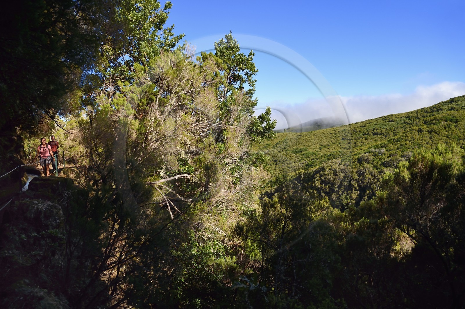 Portugal, Ile de Madère, randonnée par la levada do Alecrim dans La forêt de Rabaçal, la forêt Laurissilva classée Patrimoine Mondial de l'UNESCO, unique vestige de la forêt primaire qui recouvrait le sud de l’Europe il y a des millions d’années, en contrebas la vallée sauvage de 18 km Ribeira da Janela qui descend vers la mer