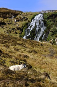 Royaume-Uni, Ecosse, région des Highlands, les Hébrides, île de Skye, un bélier