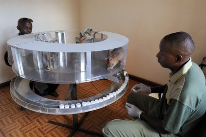Tanzanie, université de Morogoro, centre de recherche Apopo de technologie de détection par les rats de mines anti-personnel, entrainement pour utiliser les rats renifleurs pour détecter le TNT ou  la tuberculose