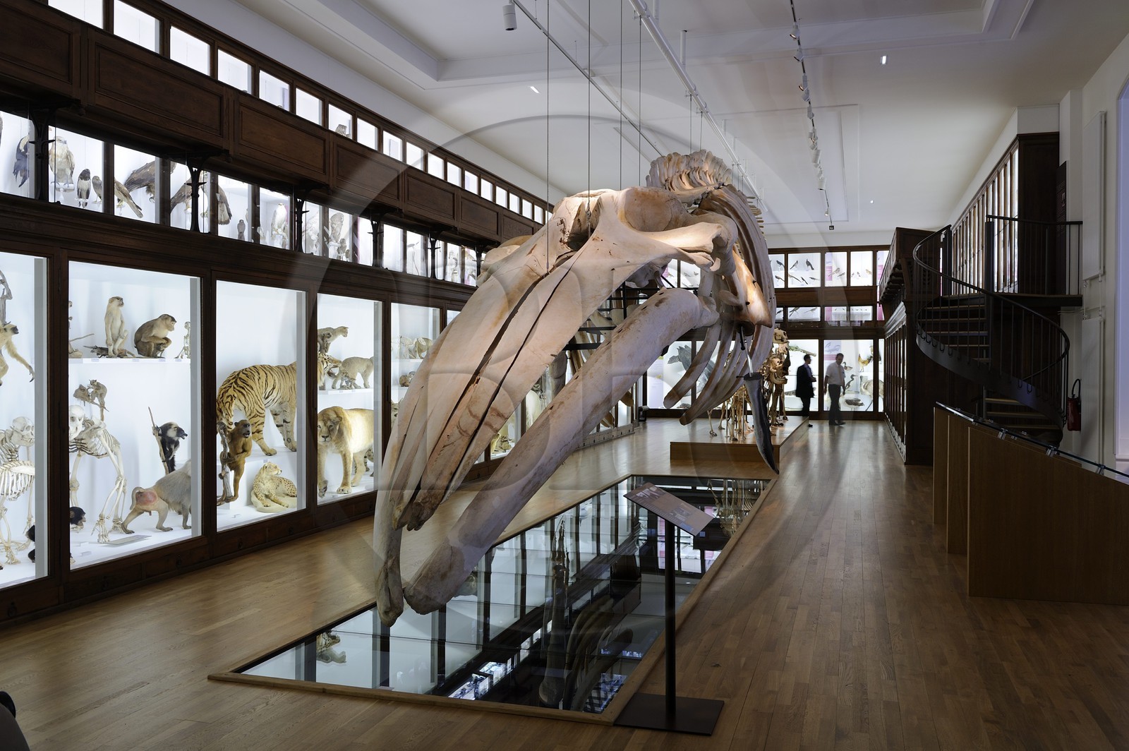 France, Loire-Atlantique (44), Nantes, muséum d'histoire naturelle