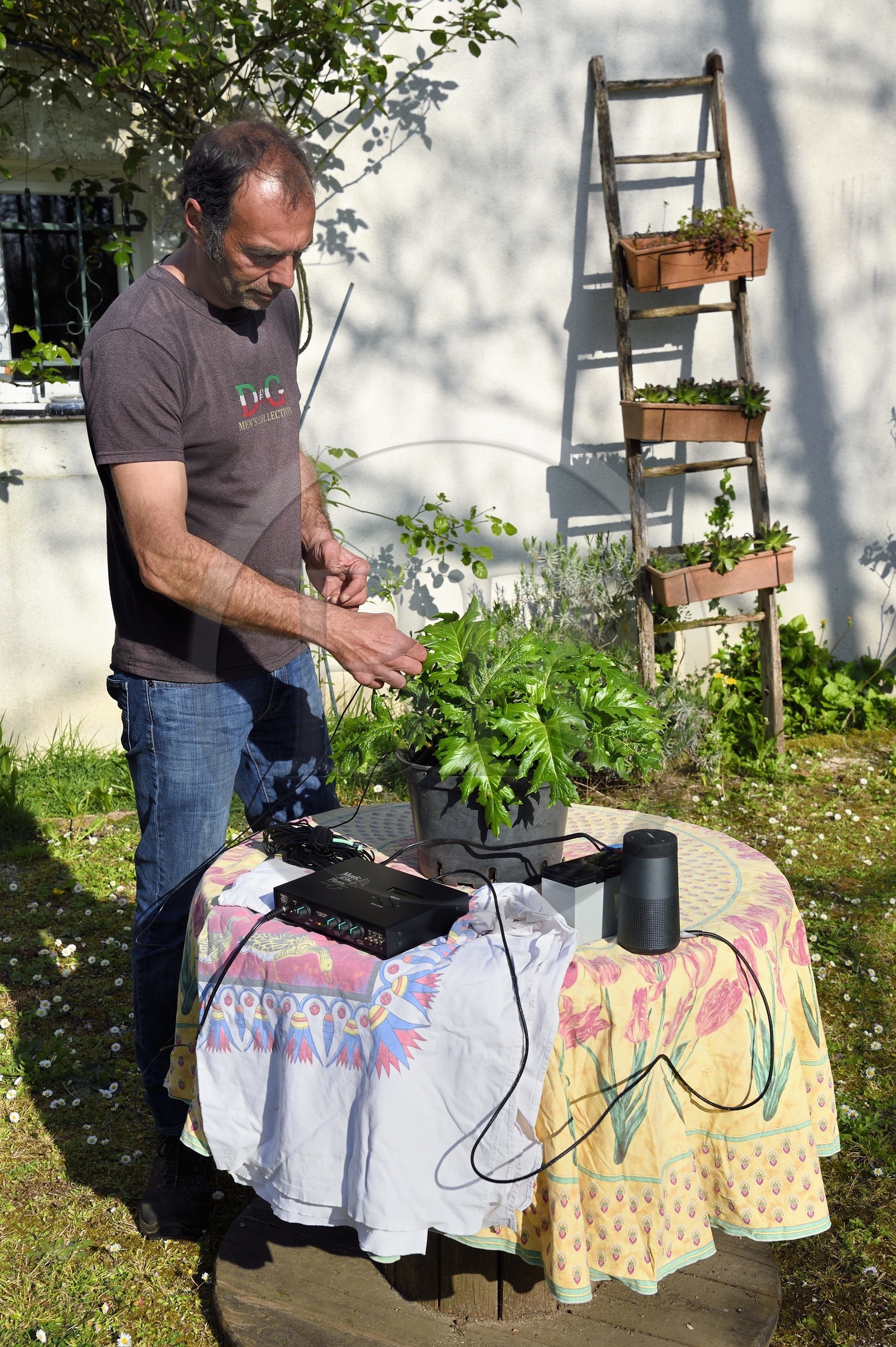 France, Charente (16), Chazelles, jardin botanique Ma Nouvelle Vie créé par Marc Buergo, il expérimente la genodique ou l'art de faire chanter les plantes, ici une acanthe