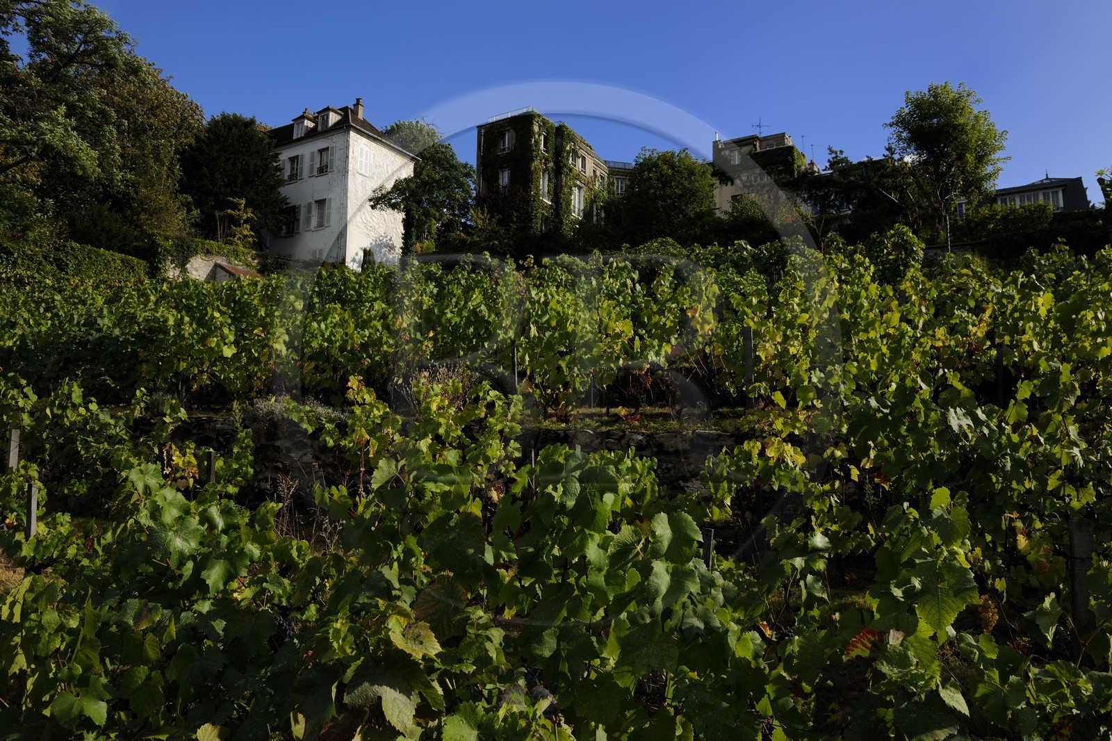 France, Paris (75), la Butte Montmartre, le vignoble de Montmartre