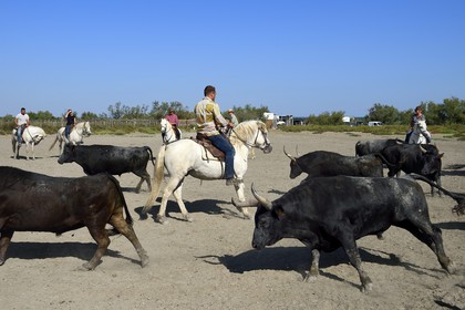 France, Bouches-du-Rhône (13), Parc naturel régional de Camargue, manade Jacques Mailhan, taureau camarguais appellé Raço di Biou, les gardians trient les taureaux