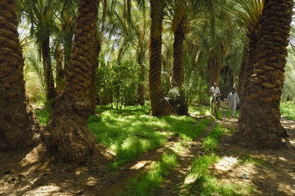 Egypte, Basse-Egypte, désert libyque, oasis de Bahariya (Bahareyya), la palmeraie, paysan sur son ane vérifiant l' état de ses palmiers dattiers