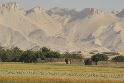 Egypte, désert libyque, oasis de Dakhla, travaux des champs