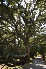 France, Haute-Corse (2B), Balagne, vallée du Giussani, village de Olmi-Capella, chêne vert de plus de mille ans appelé U Saviu Verde