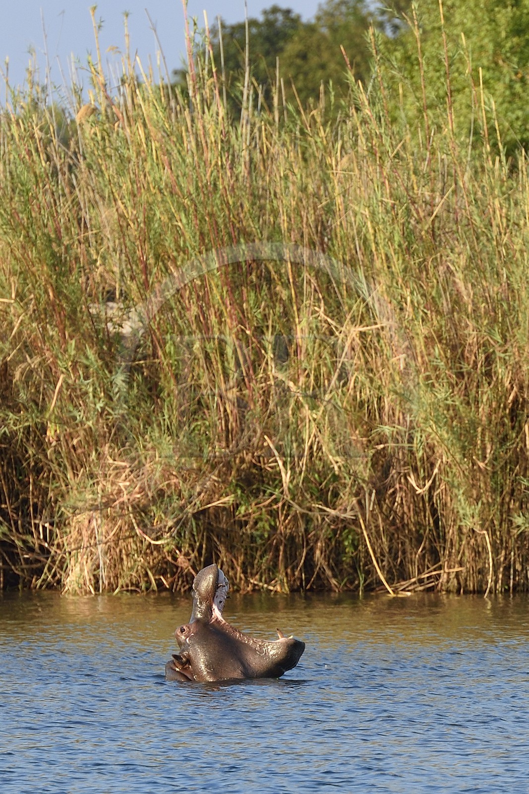 Zimbabwe, province de Matabeleland septentrional, Victoria Falls, le fleuve Zambèze en amont des chutes Victoria, hippopotame (Hippopotamus amphibius)