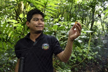 Nicaragua, département de Granada, Réserve naturelle du volcan Mombacho, le biologiste Roger Mendieta de l'ONG fondation Cocibolca ayant attrapé un colibri dans ses filets pour observation
