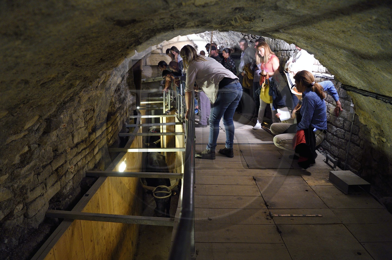 France, Bouches-du-Rhône (13), Arles, les Arènes, amphithéâtre romain de 80-90 après JC, classé Patrimoine Mondial de l'UNESCO, arrivée des taureaux dans le toril situé sous les tribunes