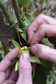 France, Ile de Mayotte, Grande-Terre, Ouangani, fécondation manuelle de la vanille avec une épine de citronnier