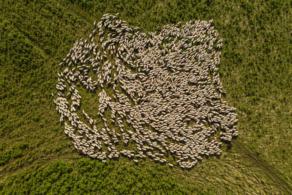 France, Puy-de-Dôme (63), Parc Naturel Régional des Volcans d'Auvergne, Chaine des Puys classée Patrimoine Mondial de l’UNESCO, troupeau de brebis Rava au pied du volcan Puy de Dôme (vue aérienne)