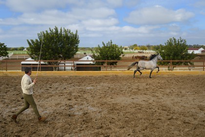 Espagne, Andalousie, province de Séville, Utrera, le haras Ayala (Yeguada Ayala), entrainement d'un Pure race espagnole ou PRE (Pura Raza Espanola)