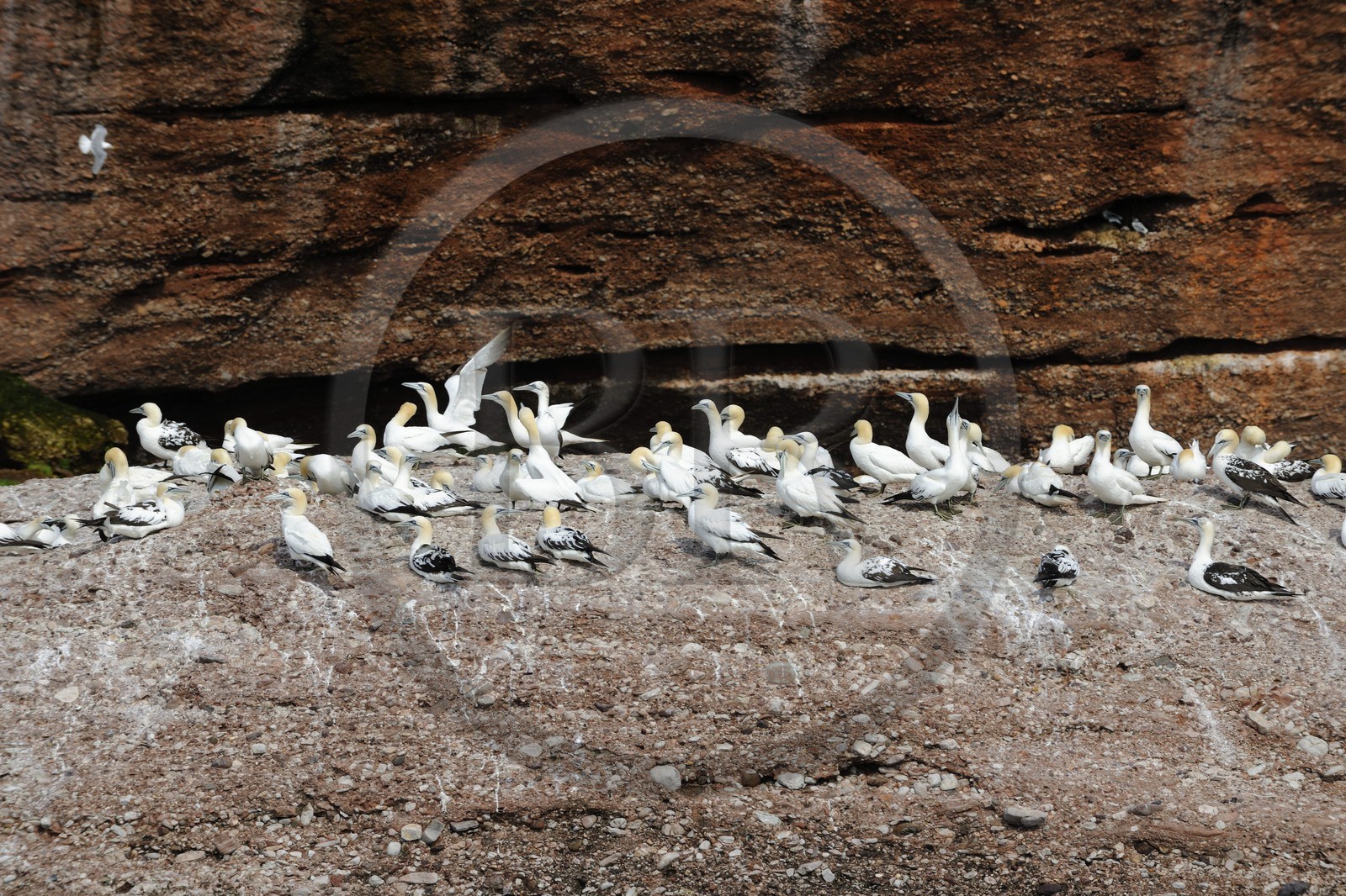 Canada, province de Québec, Gaspésie, île Bonaventure, fous de Bassan