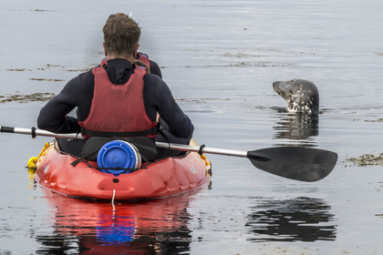 France, Finistère (29), Penmarch, archipel des Étocs, sortie en kayak du Centre nautique du Guilvinec à la découverte du phoque gris (halichoerus grypus) dans les rochers à marée basse