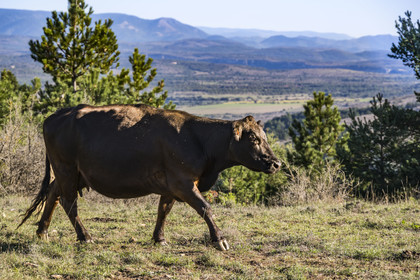 France, Hérault (34), les Causses et les Cévennes, paysage culturel de l'agro-pastoralisme méditerranéen inscrit au Patrimoine Mondial de l'UNESCO, La Vacquerie-et-Saint-Martin-de-Castries, vache sur une hauteur dominant le plateau du Larzac