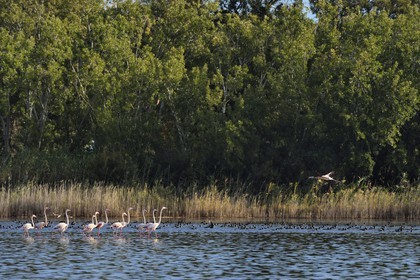 France, Haute-Corse (2B), l'étang de Biguglia (stagnu di Chjurlinu), réserve naturelle de Corse (RNC), Flamants roses (Phoenicopterus roseus) et foulques macroules (Fulica atra)