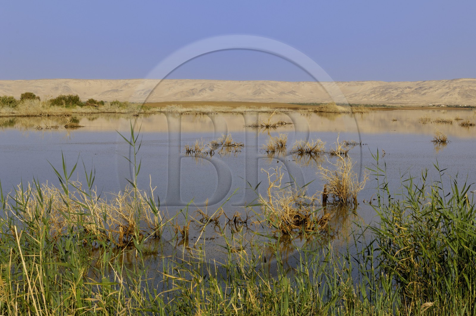 Egypte, Basse-Egypte, désert libyque, oasis de Bahariya (Bahareyya)