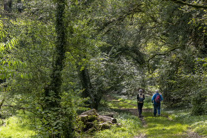 France, Côte-d'Or (21), Touillon, randonnée le long du ru (ruisseau) de Fontenay amenant à l'abbaye de Fontenay