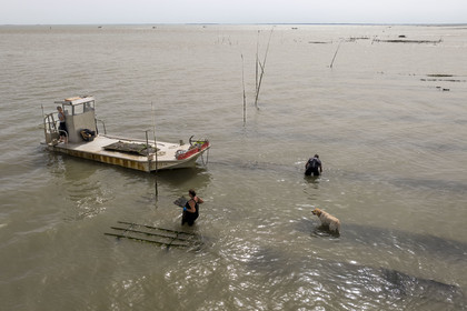 France, Charente-Maritime (17), Ile d'Oléron, Dolus-d’Oléron, les parcs du bassin de Marennes-Oléron dans le Pertuis d'Antioche, Nadia Quillet et son mari Eric récupèrent des poches de crassostrea gigas dans leurs parcs à huîtres à marée descendante (vue aérienne)