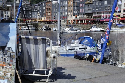 France, Calvados (14), Honfleur, le Vieux-Bassin, chien de peintre installé sur le quai