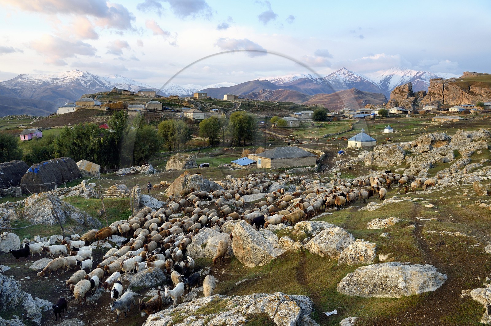 Azerbaïdjan, région de Quba (Guba), chaine de montagne du Grand Caucase, village de Giriz à l'aube, départ des moutons pour les prés