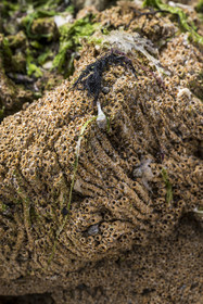 France, Charente-Maritime (17), Ile d'Oléron, Saint-Georges-d'Oléron, sur l’estran de la plage des Sables Vignier à marée basse, biostructure batie par les vers marins hermelles (Sabellaria alveola), ils réalisent des tubes en collant grains de sable et fragments de coquillage