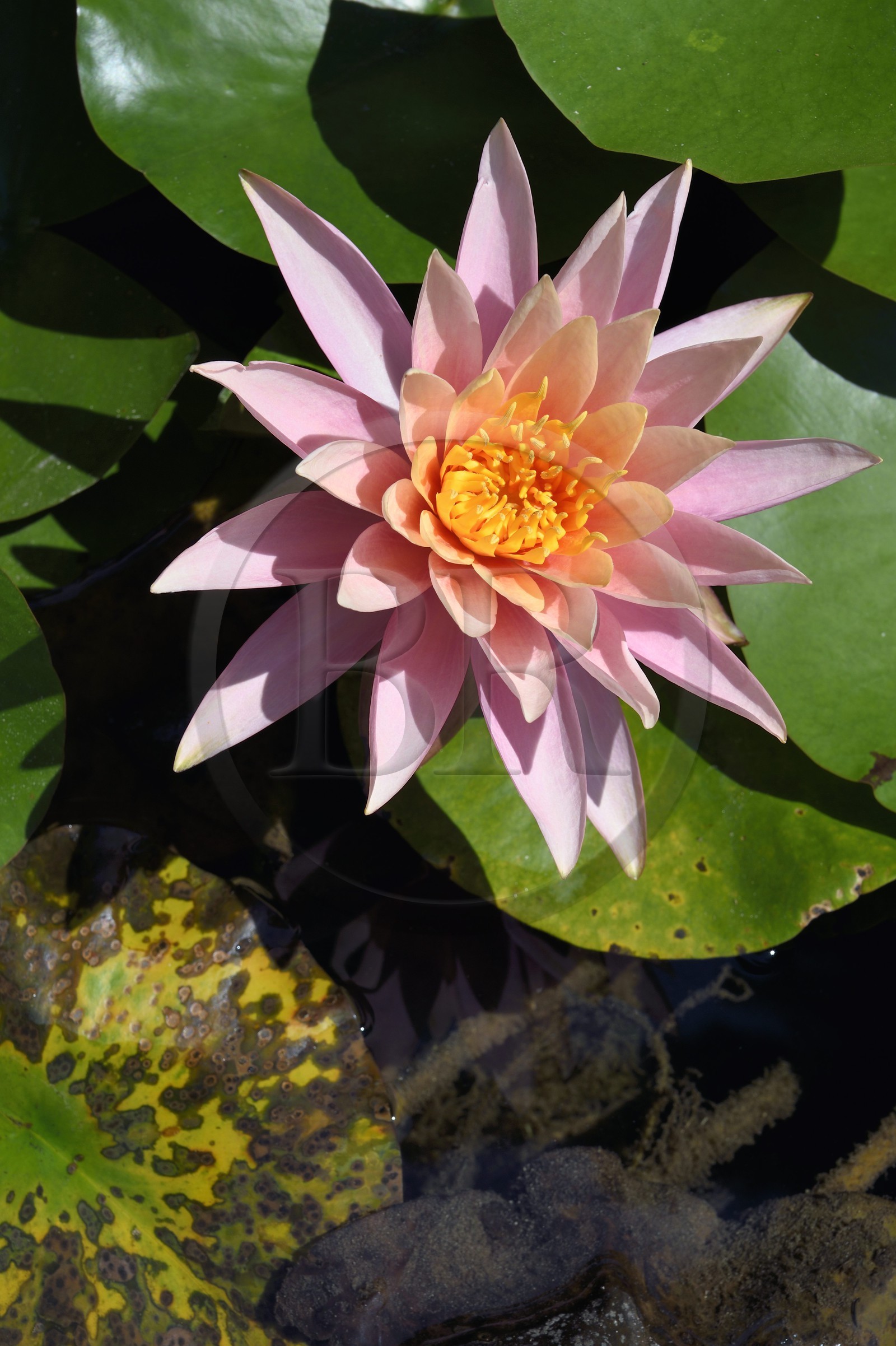 France, Alpes-Maritimes (06), Menton, quartier de Garavan, le jardin de Maria Serena, fleur de nénuphar