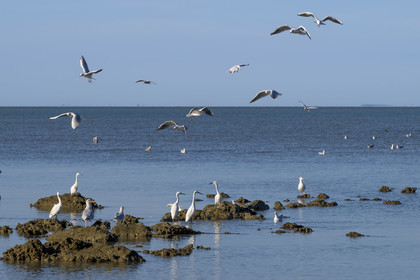 France, Loire-Atlantique (44),