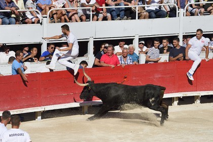 France, Bouches-du-Rhône (13), Arles, la course camarguaise  de la Cocarde d'Or aux Arènes