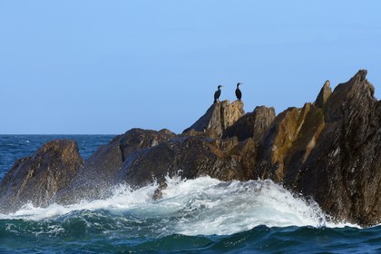 France, Côtes-d'Armor (22), Perros-Guirec, archipel et réserve ornithologique de Sept-Iles, Ile Rouzic, cormorans sur les Rochers Noirs