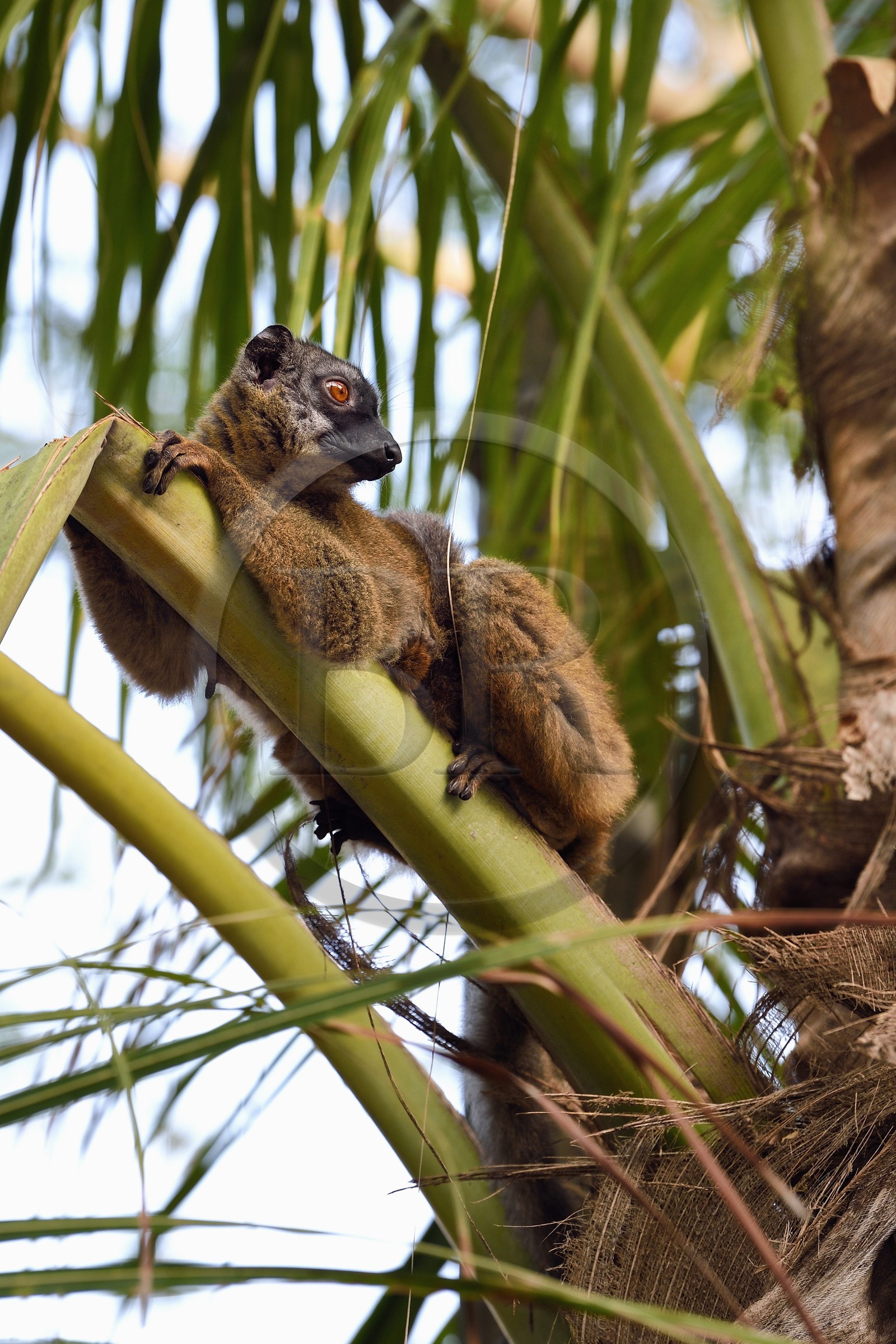 France, Ile de Mayotte, Grande-Terre, Kani-Keli, le Jardin Maoré à la plage de N’Gouja, Lémur fauve (Eulemur fulvus mayottensis) appelé aussi maki