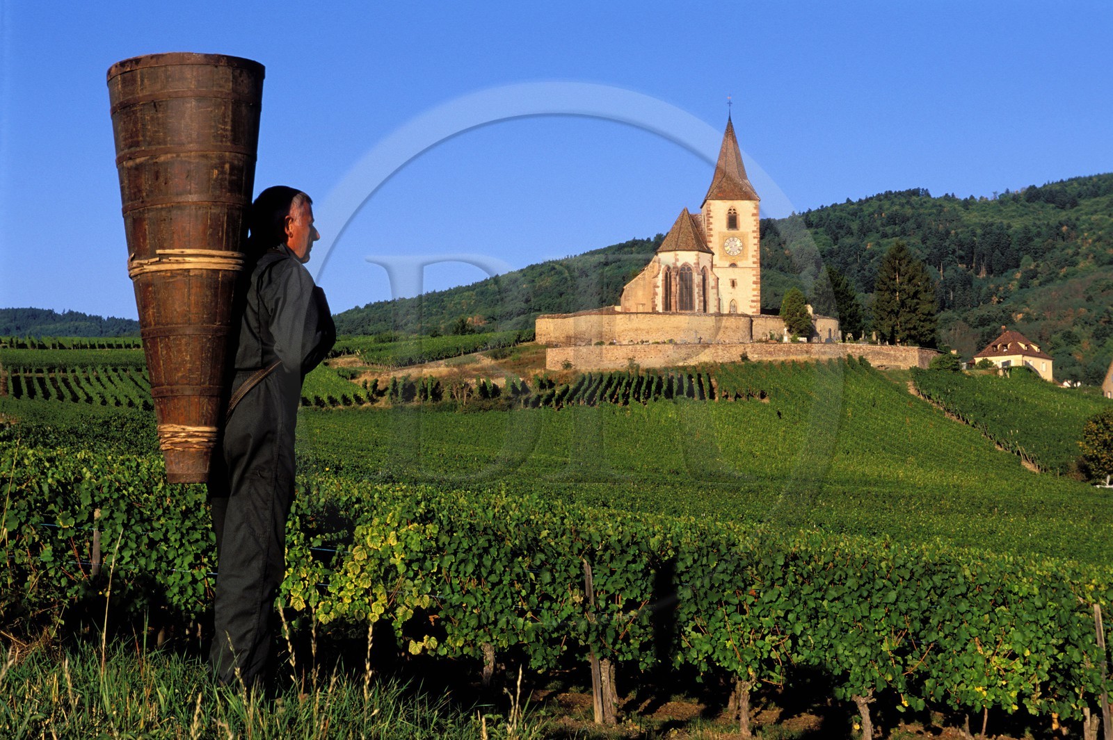 France, Haut-Rhin (68), Route des vins d' Alsace, Hunawihr, labellisé Les Plus Beaux Villages de France, le vendangeur Christophe Kurtz avec une hotte en bois