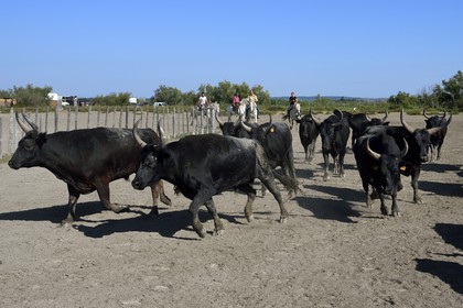 France, Bouches-du-Rhône (13), Parc naturel régional de Camargue, manade Jacques Mailhan, taureau camarguais appellé Raço di Biou, les gardians trient les taureaux