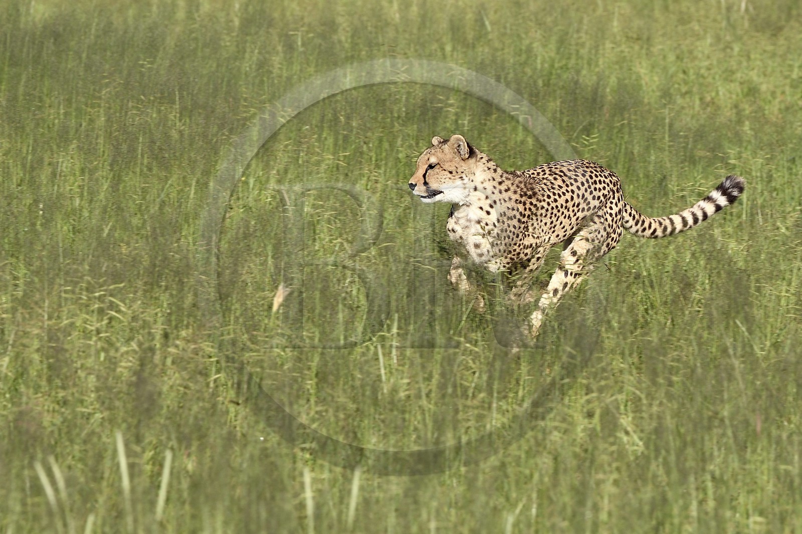 Namibie, Otjiwarongo, Cheetah Conservation Fund, centre de recherche et d'éducation, guépard (Acinonyx jubatus) entrainé à courir pour rester en forme et sain