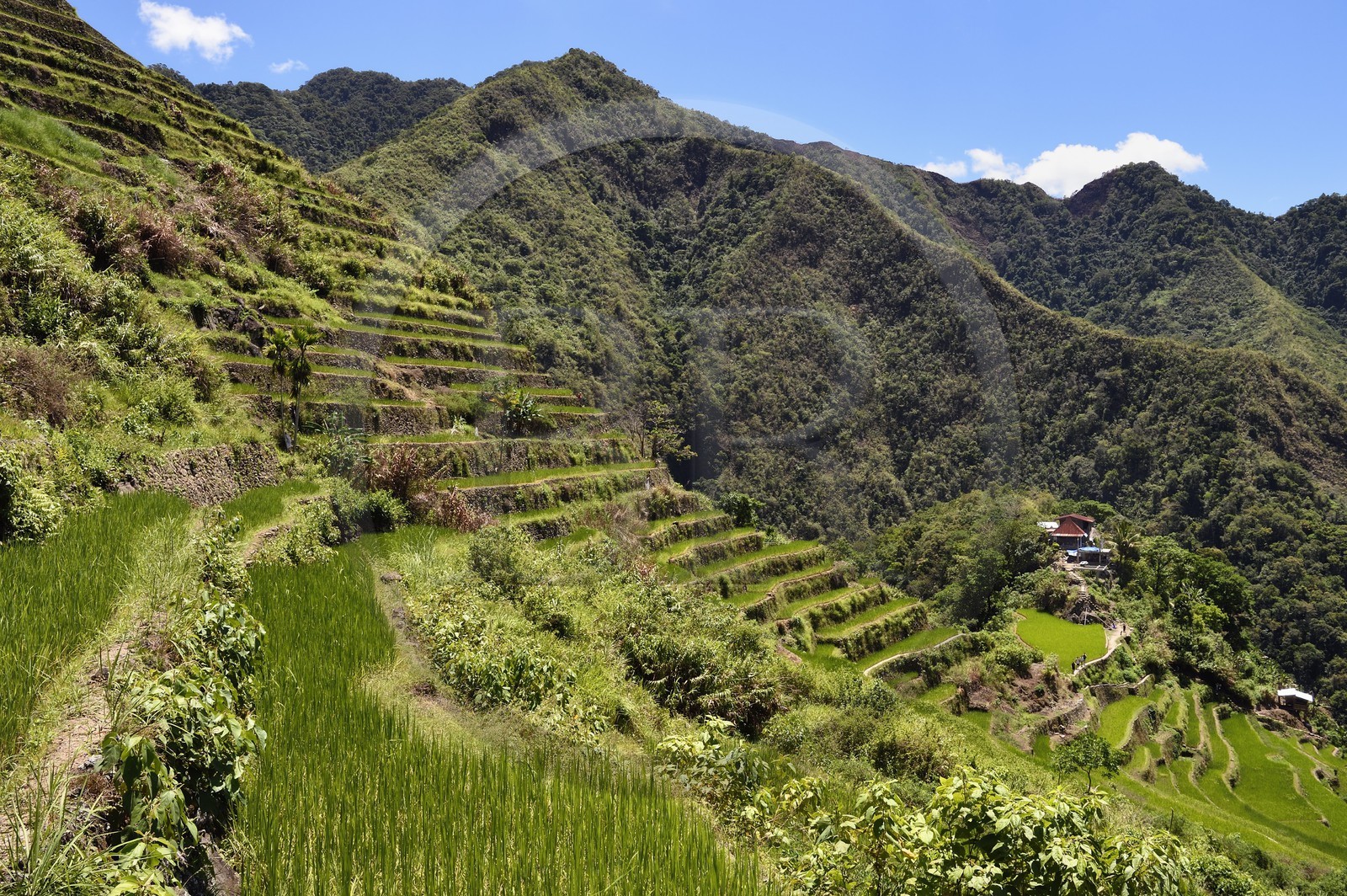 Philippines, province d'Ifugao, les rizières en terrasses de Banaue autour du village de Batad, classées Patrimoine Mondial de l'UNESCO, alimentées par un ancien système d'irrigation depuis la forêt tropicale au-dessus des terrasses
