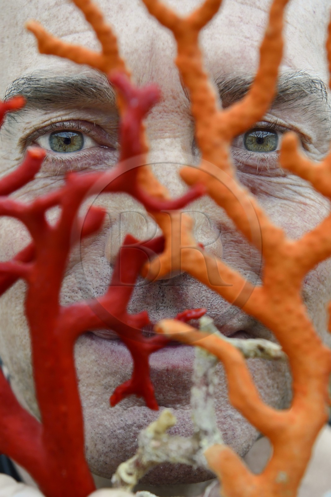 France, Corse-du-Sud (2A), Bonifacio, Ville Haute, Corail rouge de Méditerranée, le corailleur Jean-Philippe Giordano